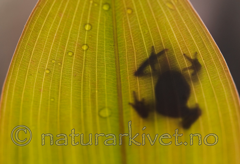 BB 08 0071 / Rana temporaria / Buttsnutefrosk