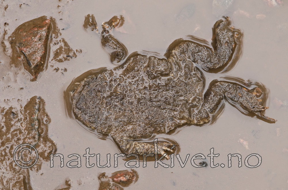 BB 08 0072 / Bufo bufo / Nordpadde