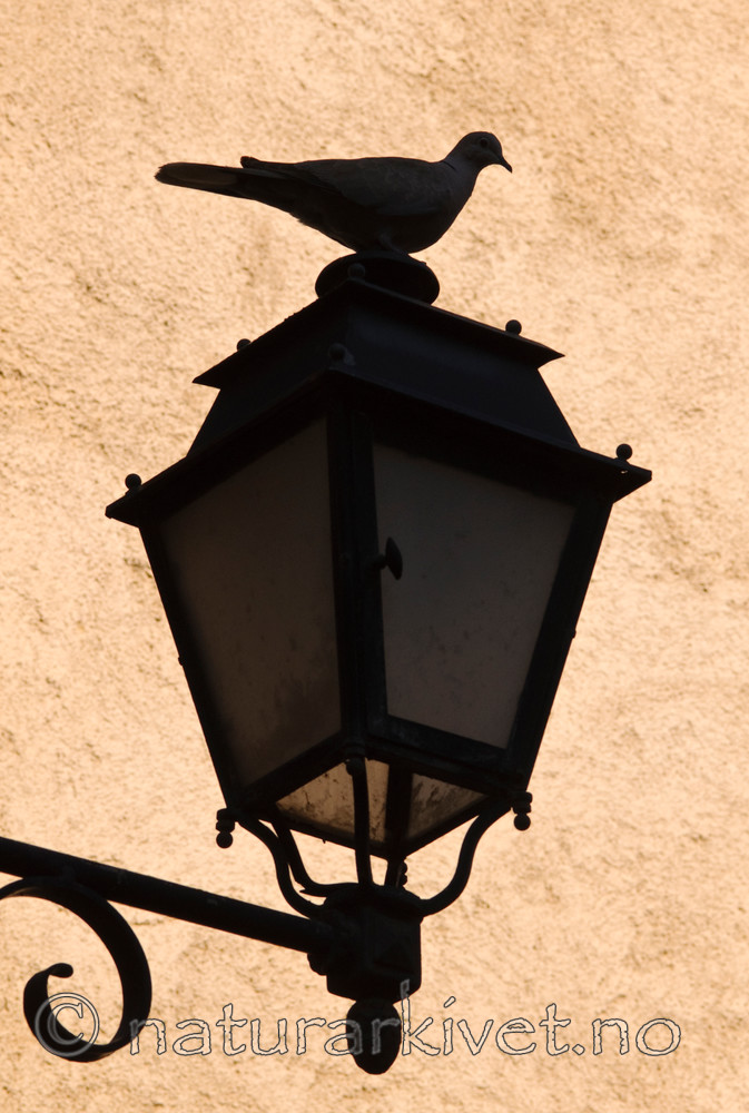 BB 08 0073 / Streptopelia decaocto / Tyrkerdue