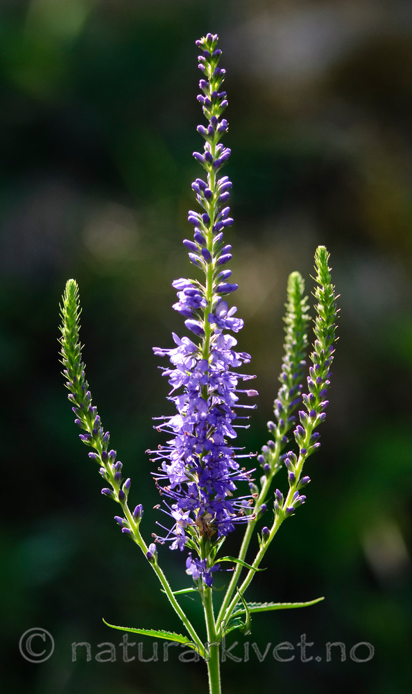 BB 08 0074 / Veronica spicata / Aksveronika