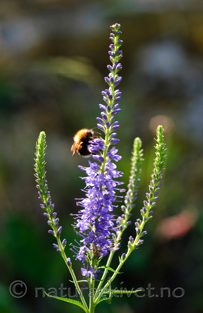 BB 08 0075 / Bombus hypnorum / Trehumle <br /> Veronica spicata / Aksveronika