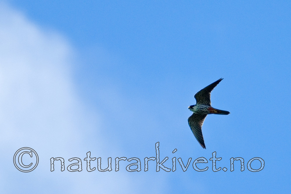 BB 08 0081 / Falco subbuteo / Lerkefalk