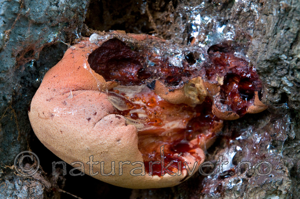 BB 08 0083 / Fistulina hepatica / Oksetungesopp