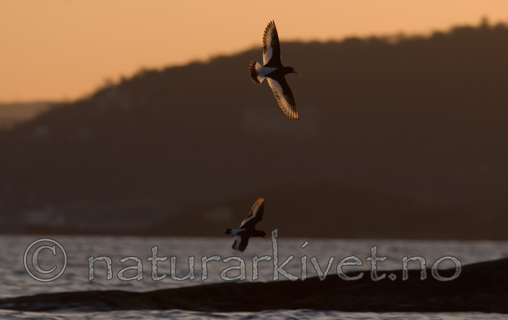 BB 08 0098 / Haematopus ostralegus / Tjeld