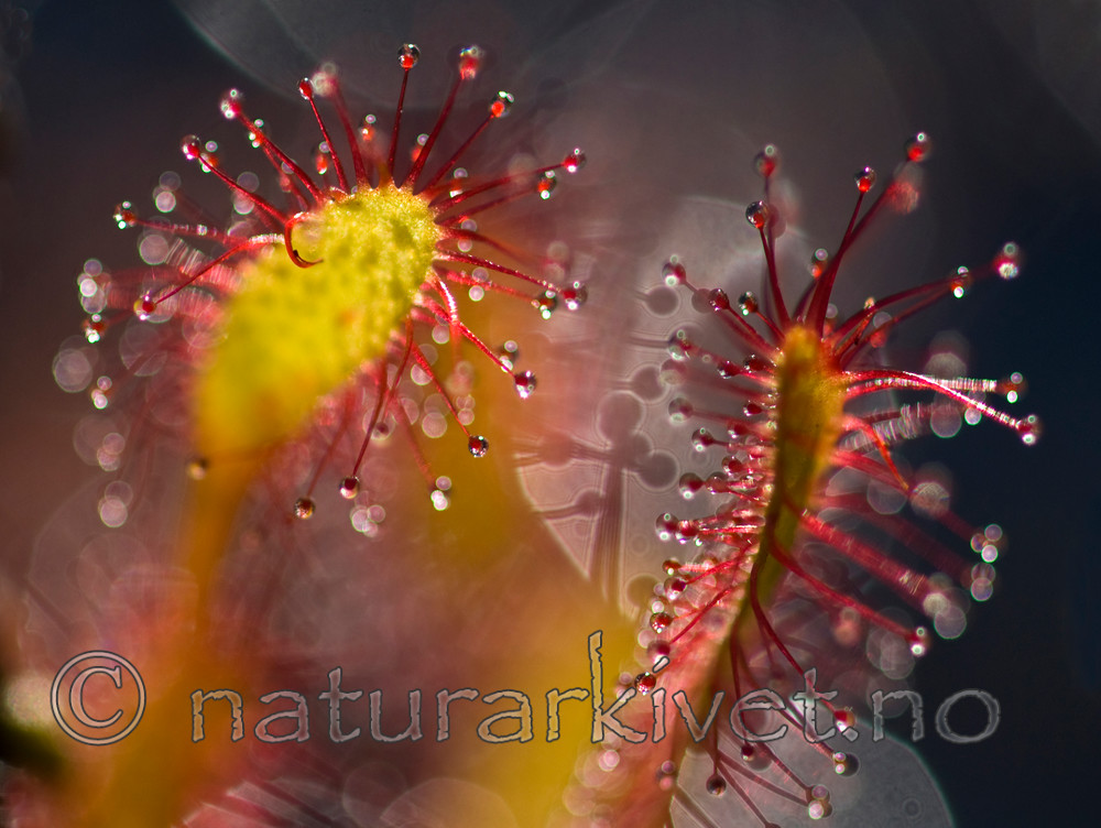 BB 08 0100 / Drosera anglica / Smalsoldogg