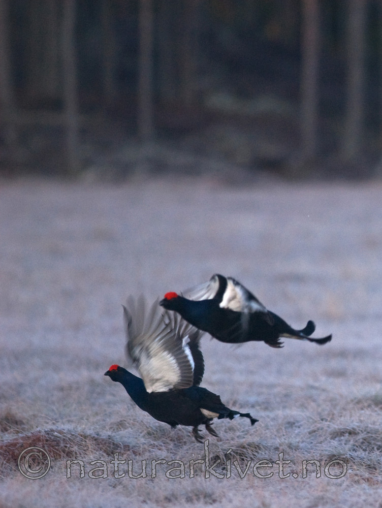 BB 08 0101 / Tetrao tetrix / Orrfugl