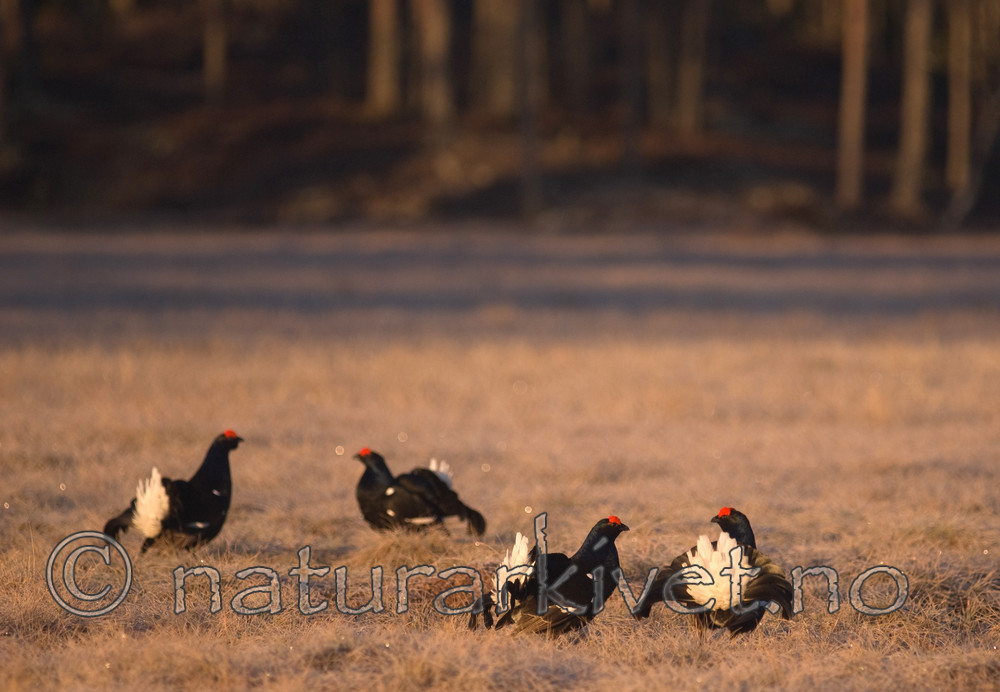 BB 08 0102 / Tetrao tetrix / Orrfugl