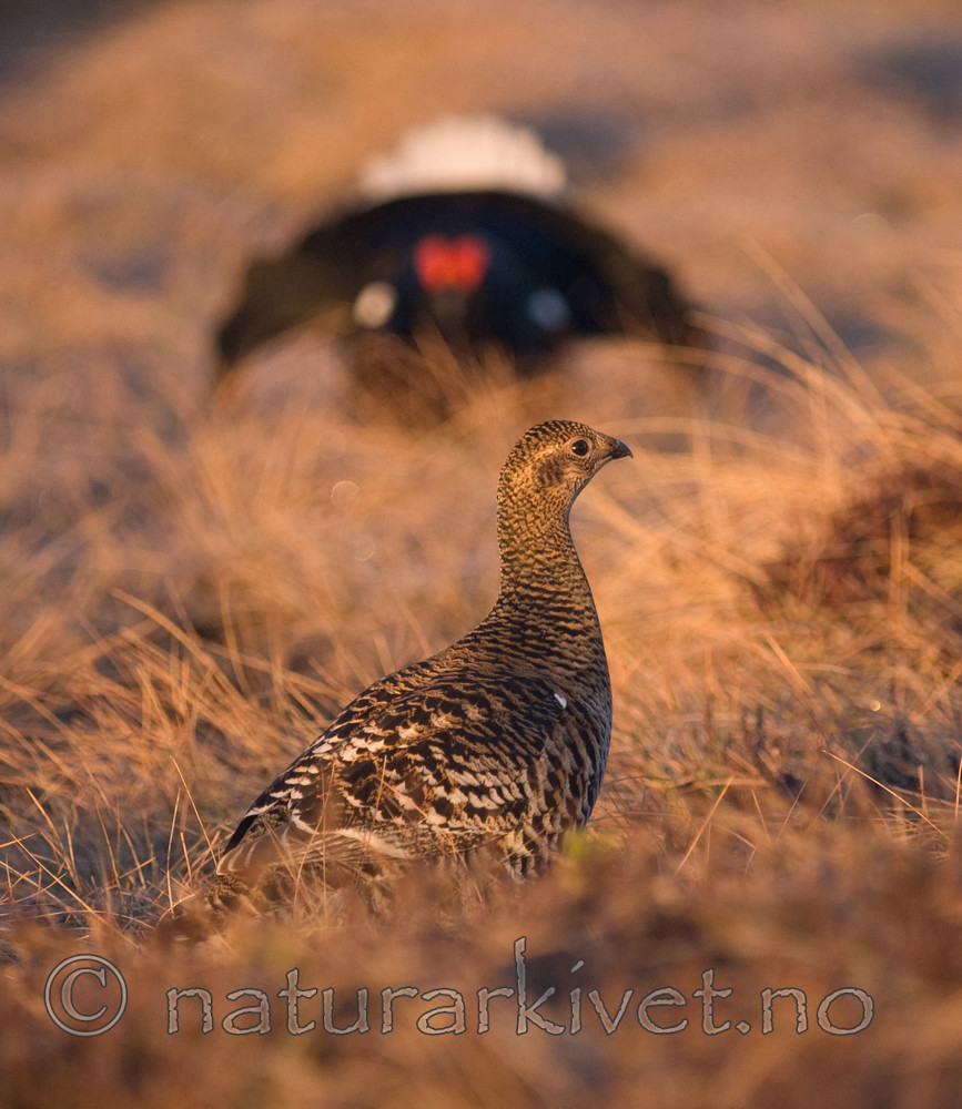 BB 08 0105 / Tetrao tetrix / Orrfugl