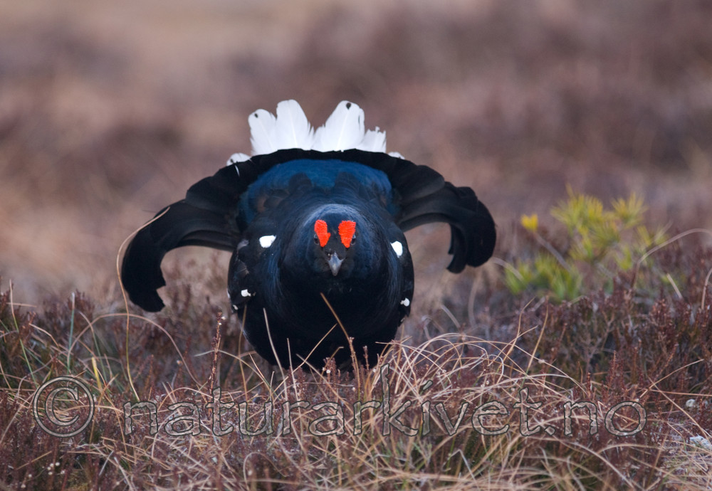 BB 08 0110 / Tetrao tetrix / Orrfugl