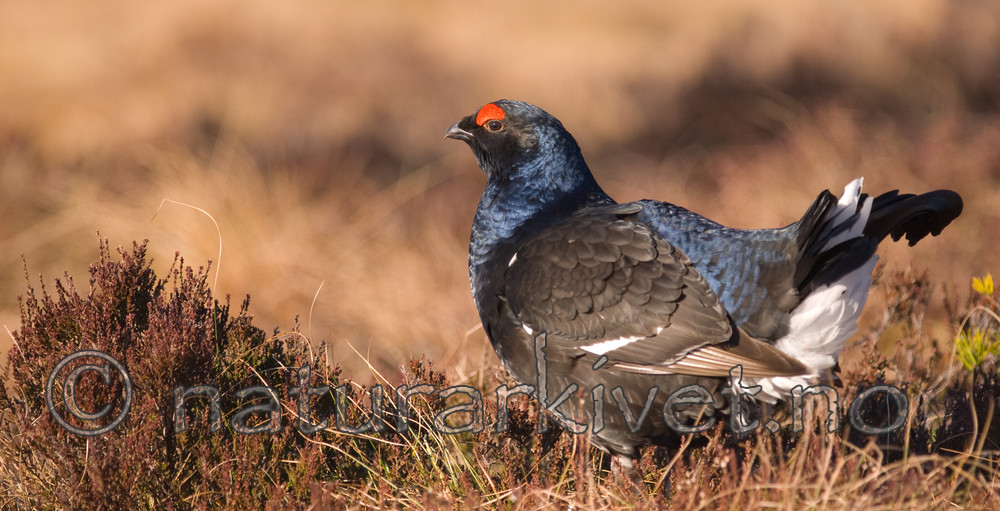 BB 08 0112 / Tetrao tetrix / Orrfugl