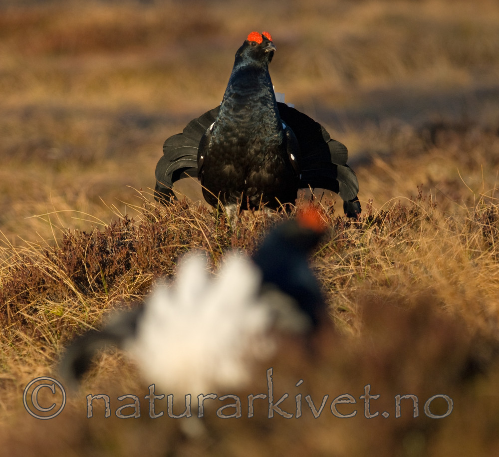 BB 08 0115 / Tetrao tetrix / Orrfugl