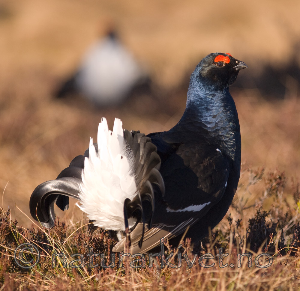 BB 08 0118 / Tetrao tetrix / Orrfugl