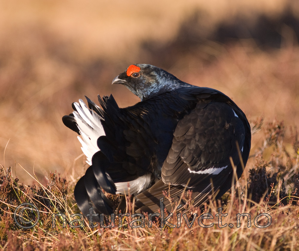 BB 08 0119 / Tetrao tetrix / Orrfugl