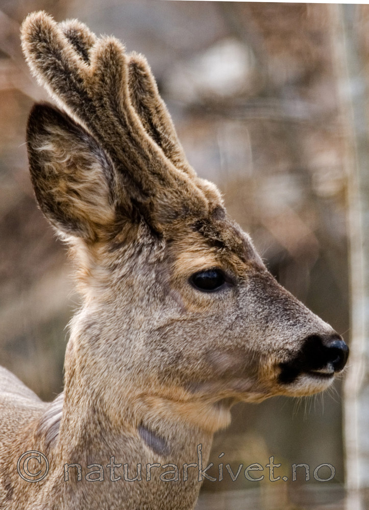 BB 08 0120 / Capreolus capreolus / Rådyr