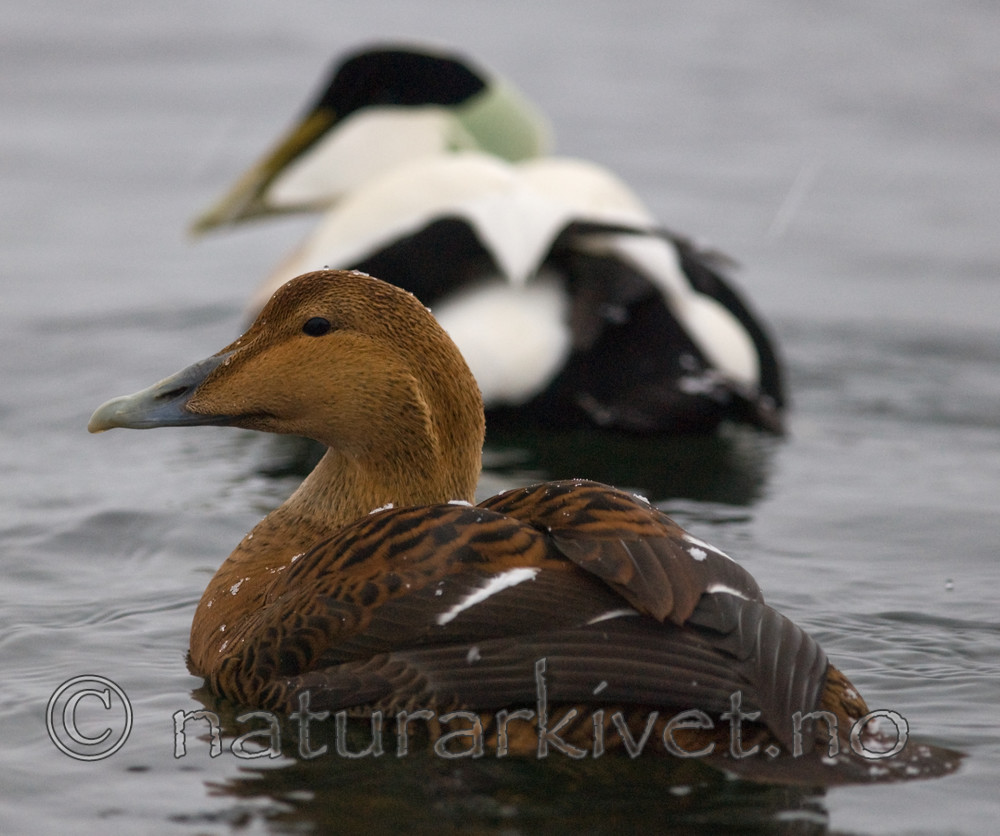 BB 08 0128 / Somateria mollissima / ærfugl