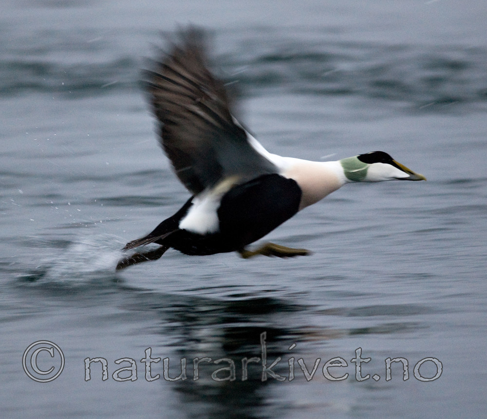 BB 08 0132 / Somateria mollissima / ærfugl