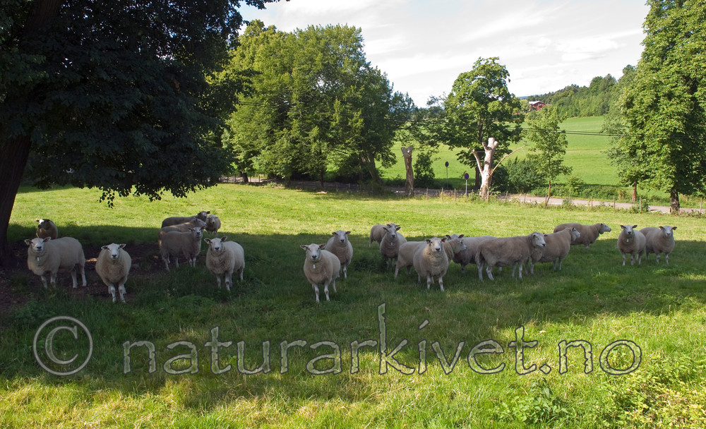 BB 08 0152 / Ovis aries / Sau