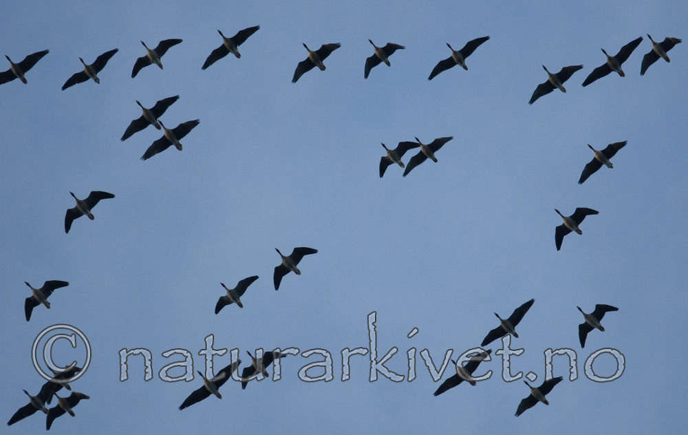 BB 08 0155 / Anser brachyrhynchus / Kortnebbgås