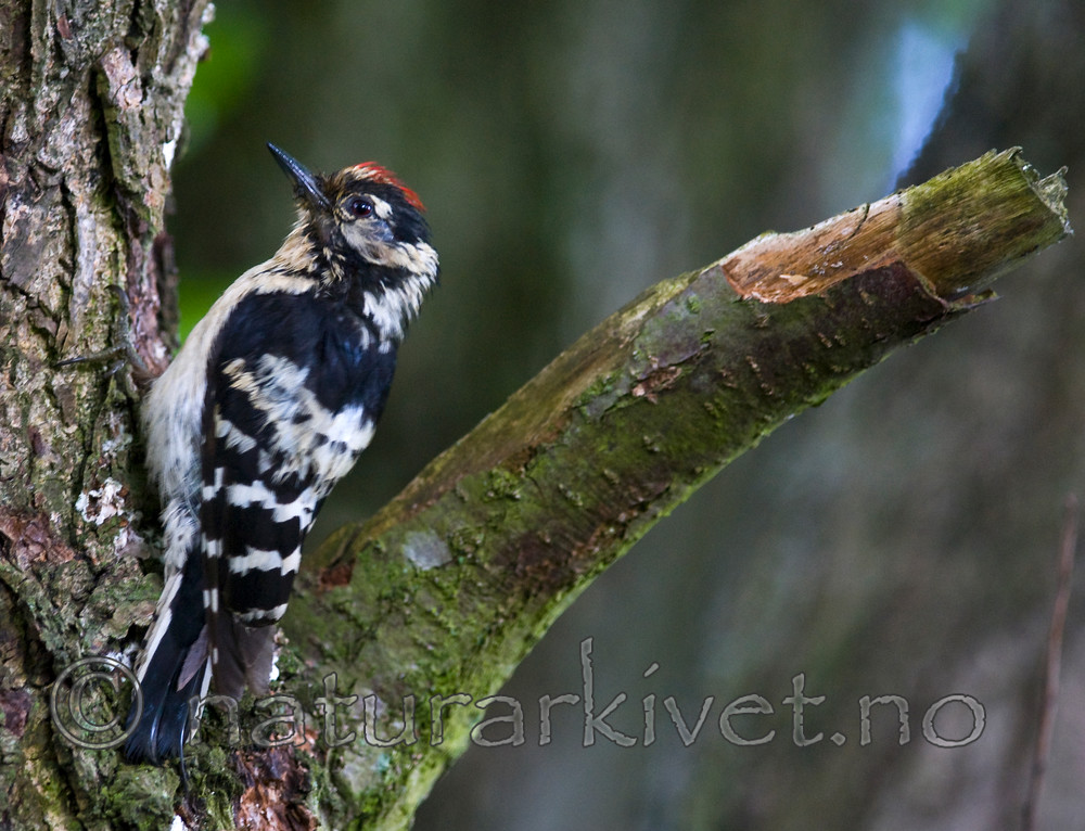 BB 08 0157 / Dendrocopos minor / Dvergspett