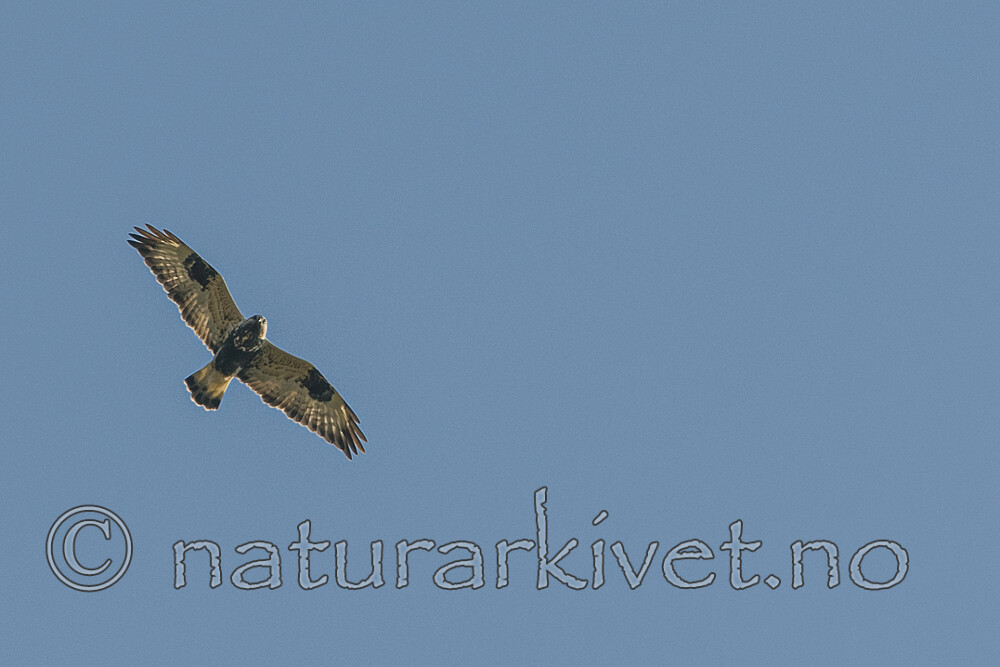 BB 08 0160 / Buteo lagopus / Fjellvåk