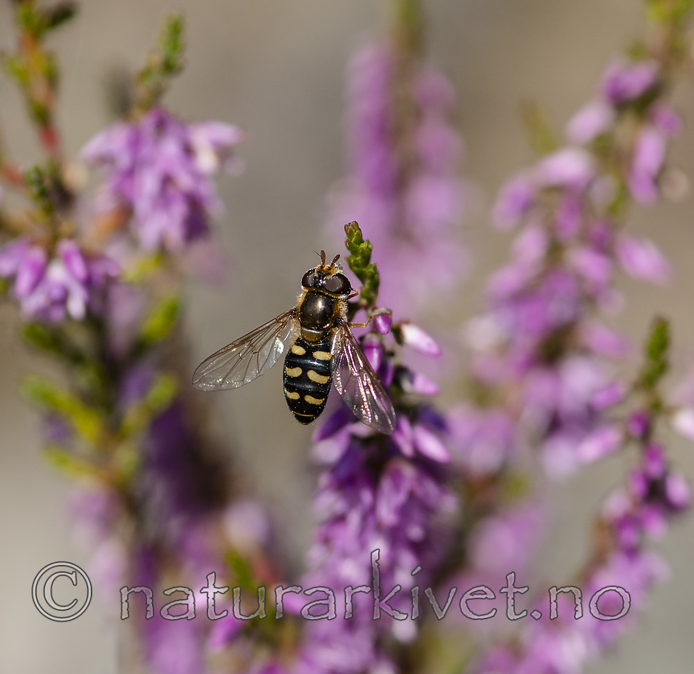 BB 08 0164 / Calluna vulgaris / Røsslyng