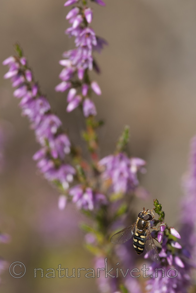BB 08 0165 / Calluna vulgaris / Røsslyng