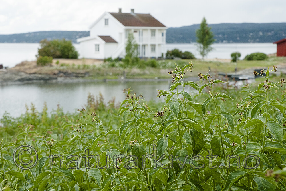 BB 08 0167 / Vincetoxicum rossicum / Russesvalerot