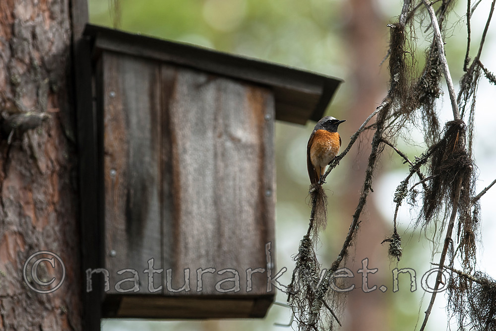 BB 08 0171 / Phoenicurus phoenicurus / Rødstjert
