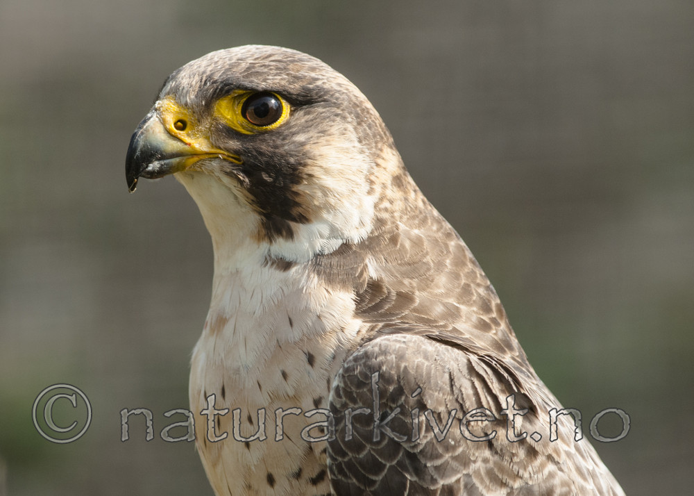 BB 08 0174 / Falco peregrinus / Vandrefalk