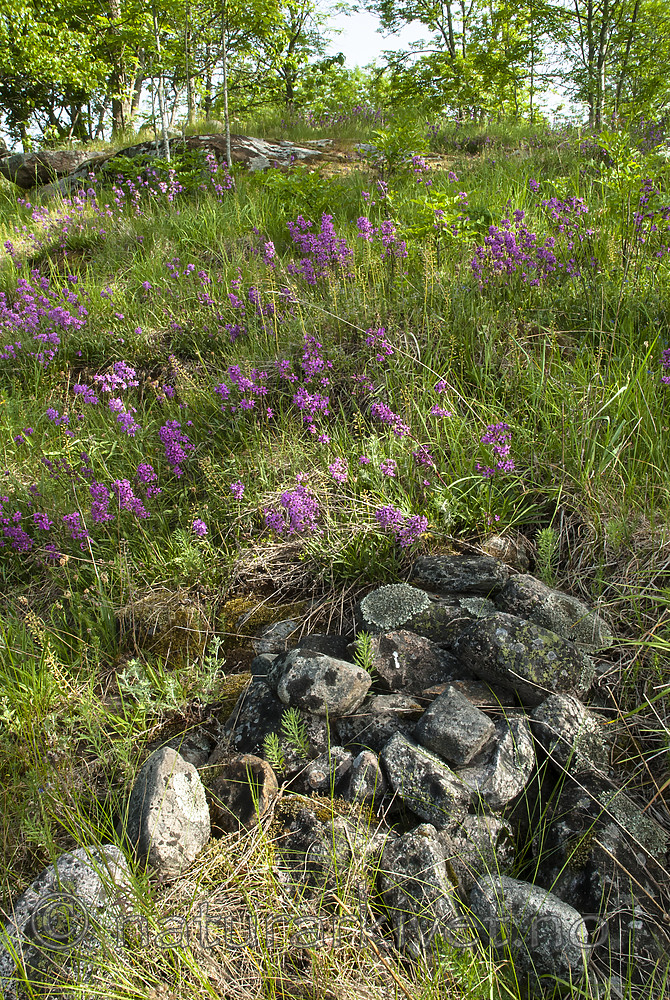 BB 08 0176 / Viscaria vulgaris / Engtjæreblom