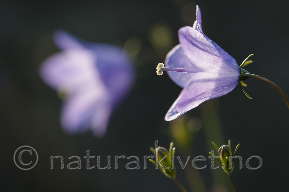 BB 08 0178 / Campanula rotundifolia / Blåklokke