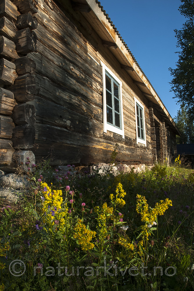 BB 08 0179 / Solidago virgaurea / Gullris <br /> Trifolium pratense / Rødkløver