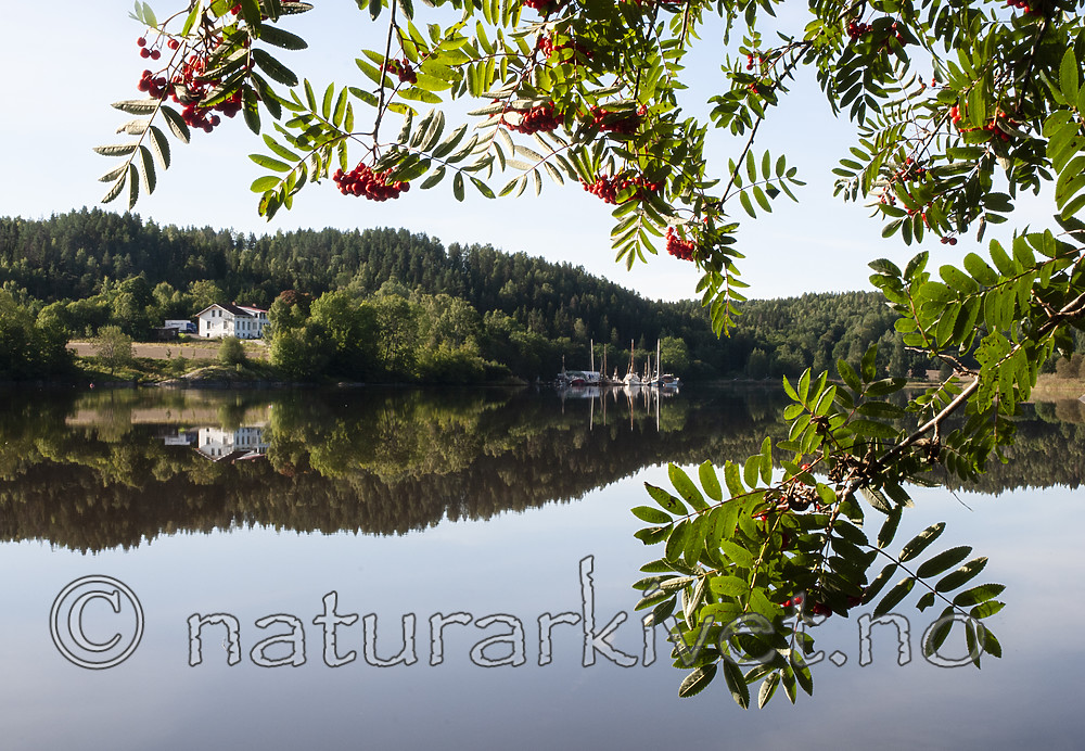 BB 08 0182 / Sorbus aucuparia / Rogn