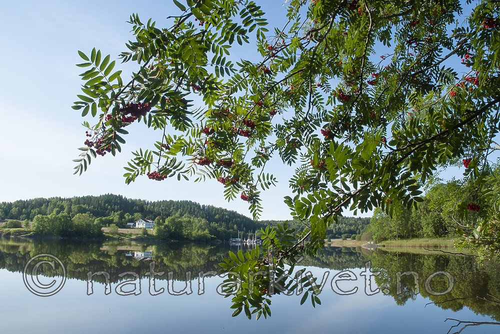 BB 08 0183 / Sorbus aucuparia / Rogn