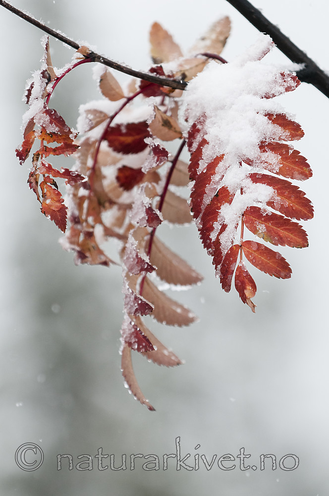 BB 08 0185 / Sorbus aucuparia / Rogn