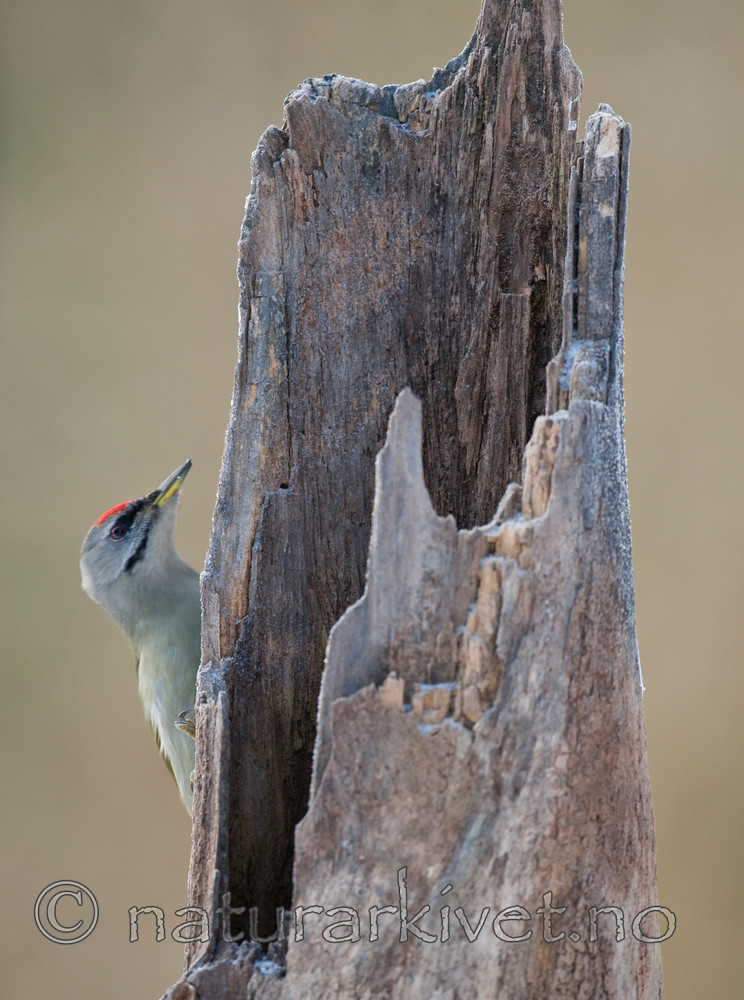 BB 09 0012 / Picus canus / Gråspett