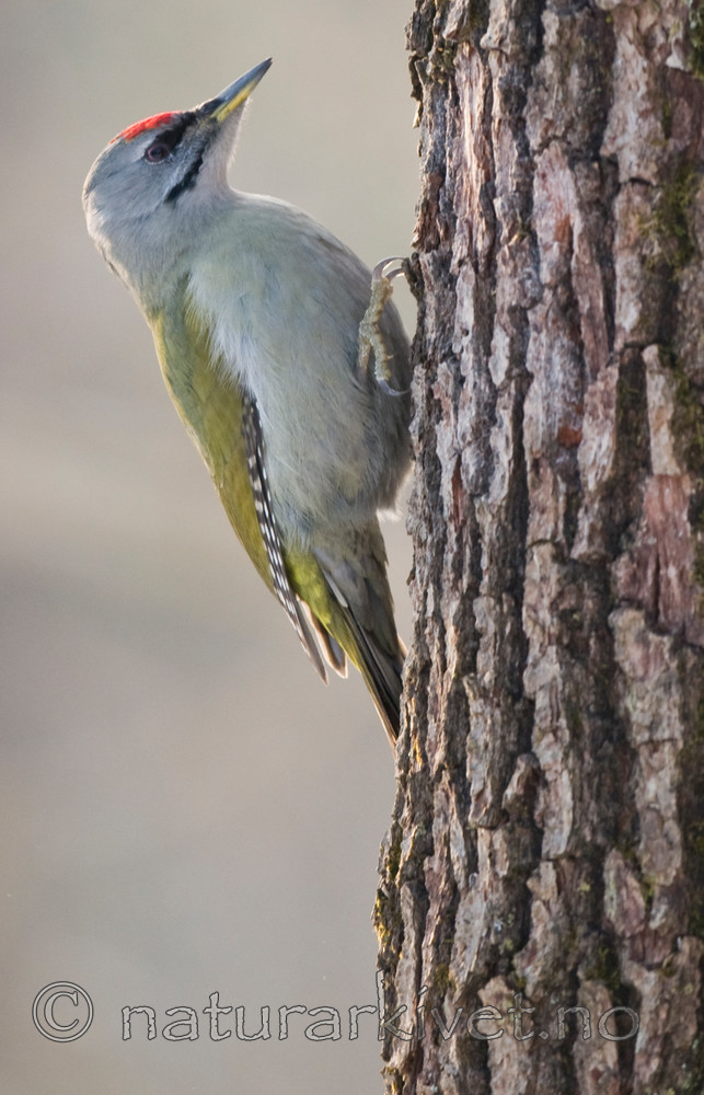 BB 09 0014 / Picus canus / Gråspett