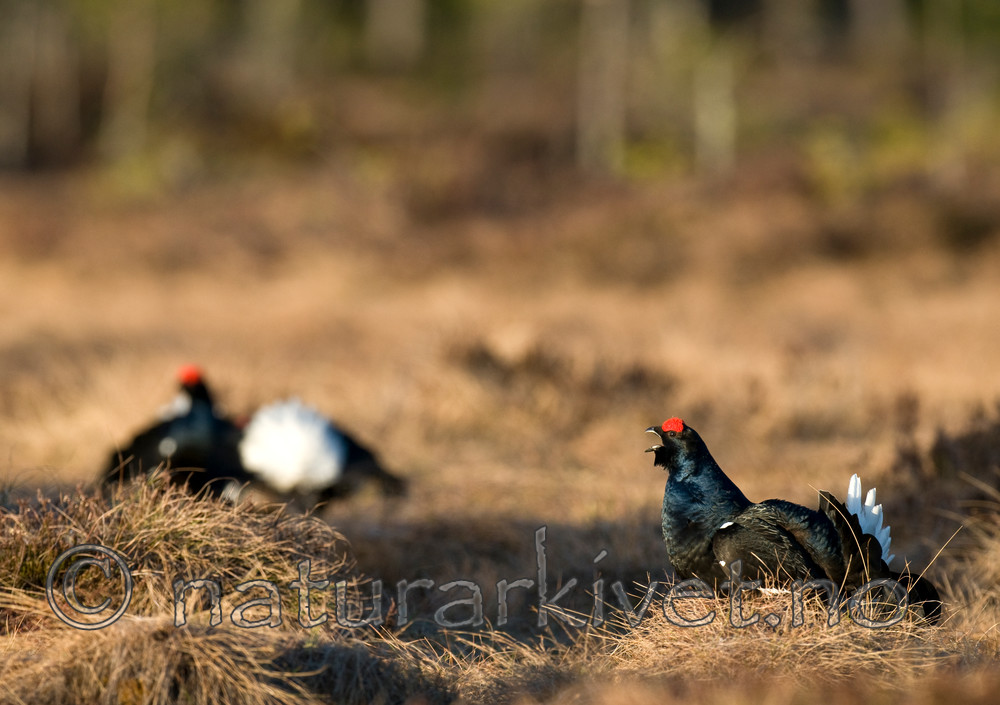 BB 09 0016 / Tetrao tetrix / Orrfugl