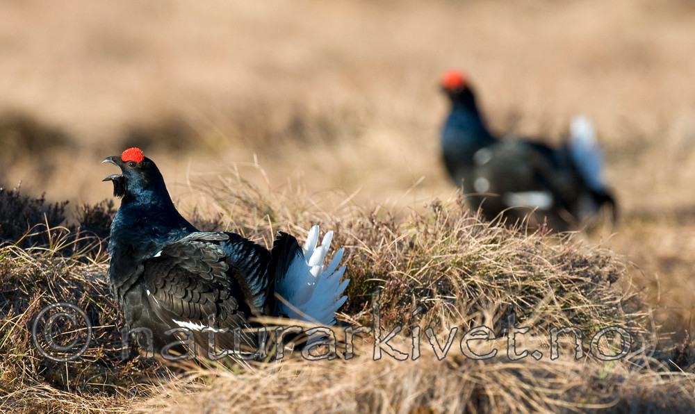 BB 09 0018 / Tetrao tetrix / Orrfugl