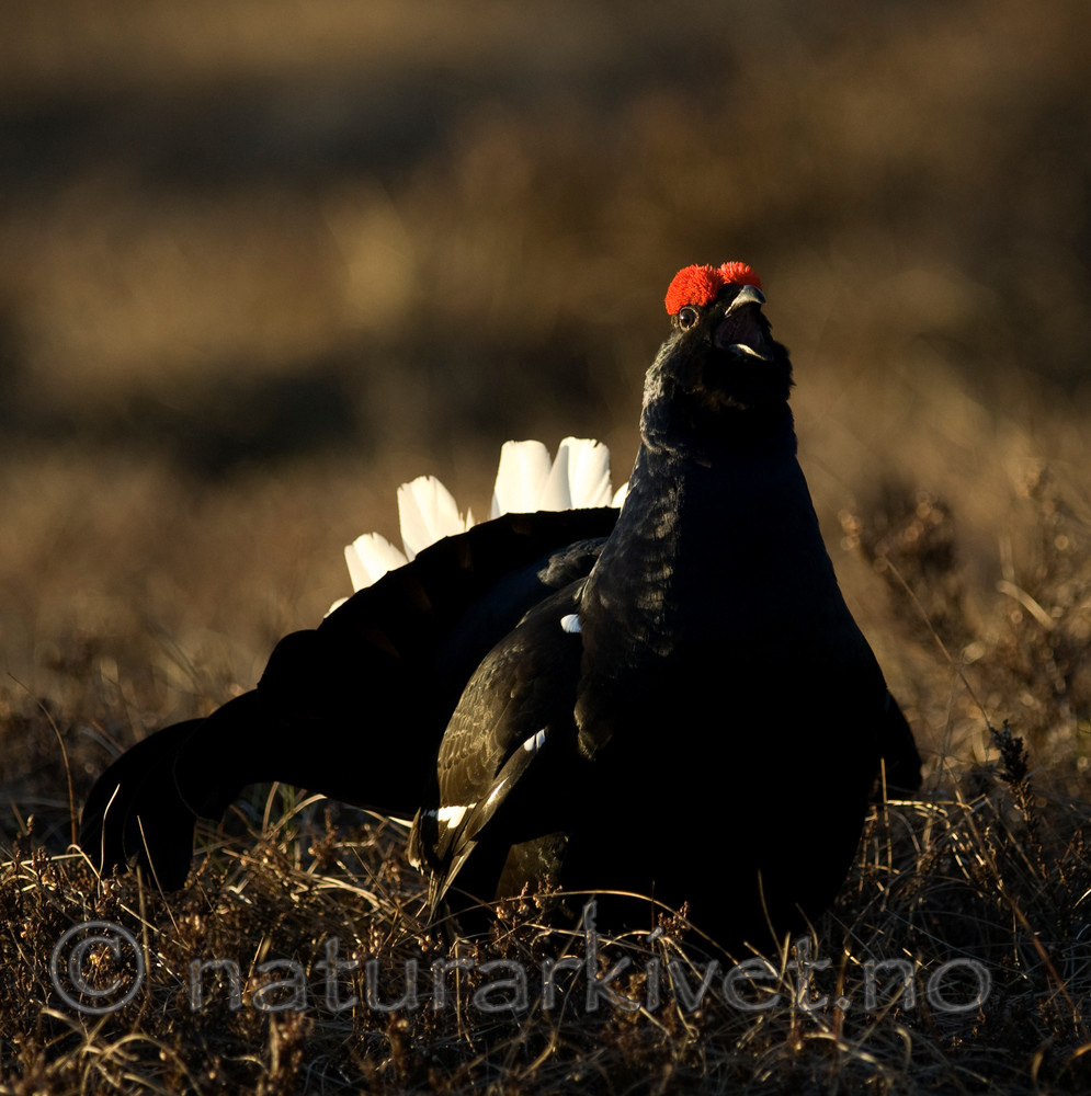 BB 09 0020 / Tetrao tetrix / Orrfugl