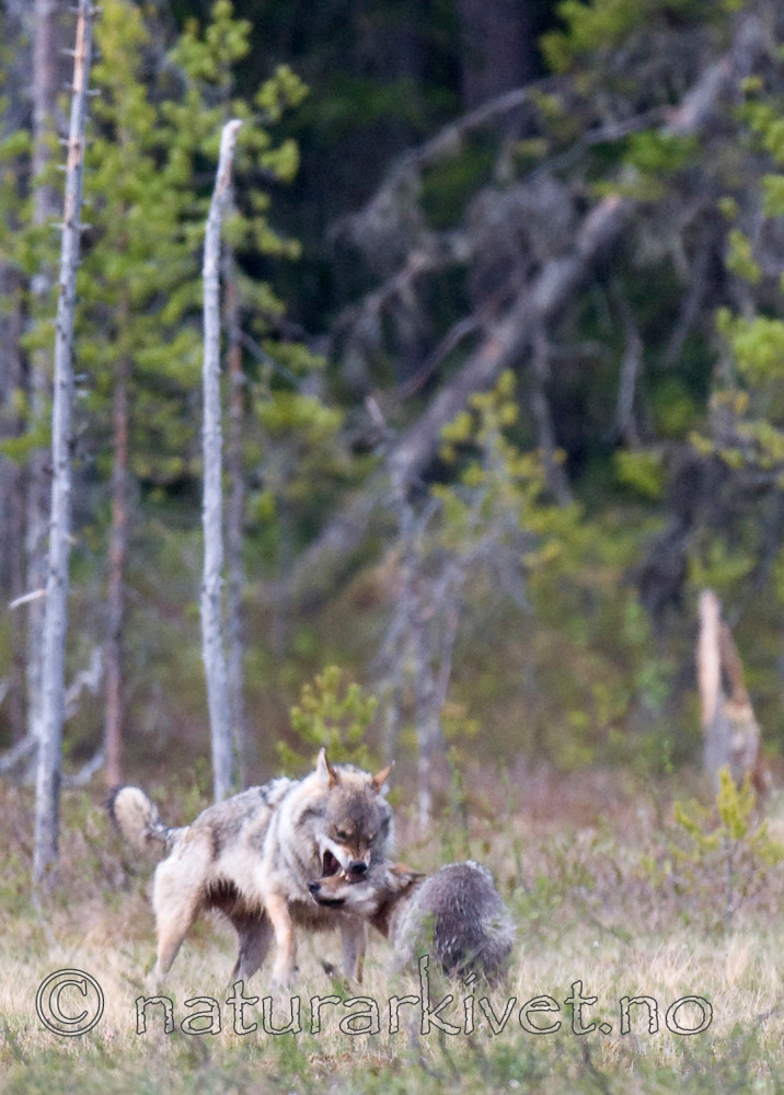 BB 09 0022 / Canis lupus / Ulv