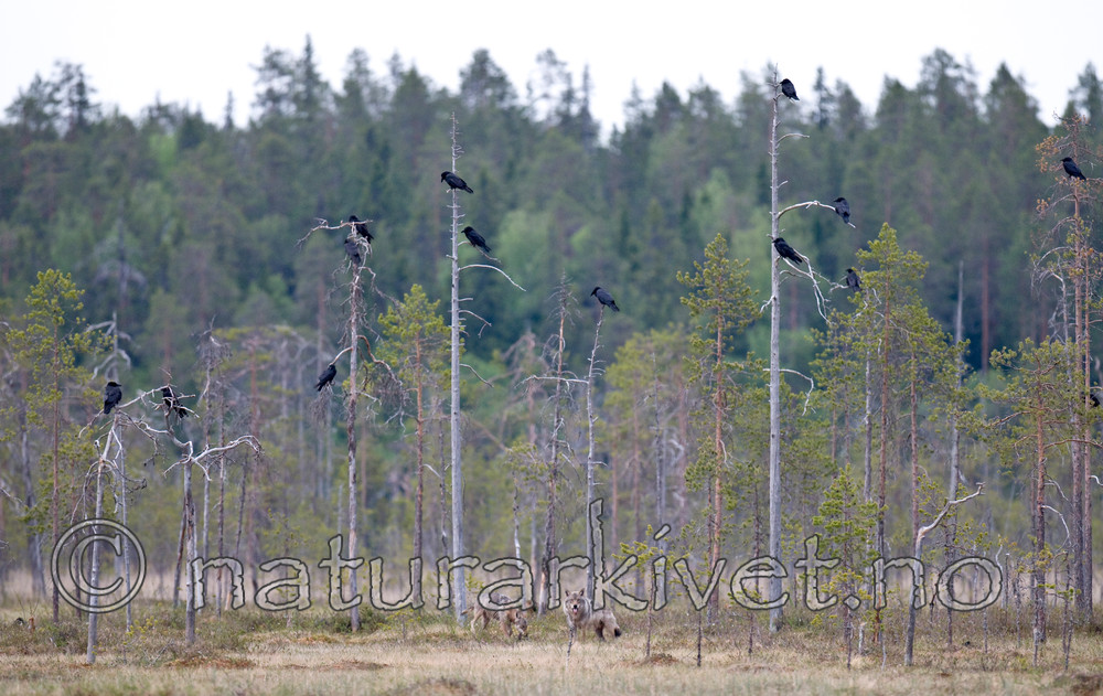 BB 09 0023 / Canis lupus / Ulv <br /> Corvus corax / Ravn