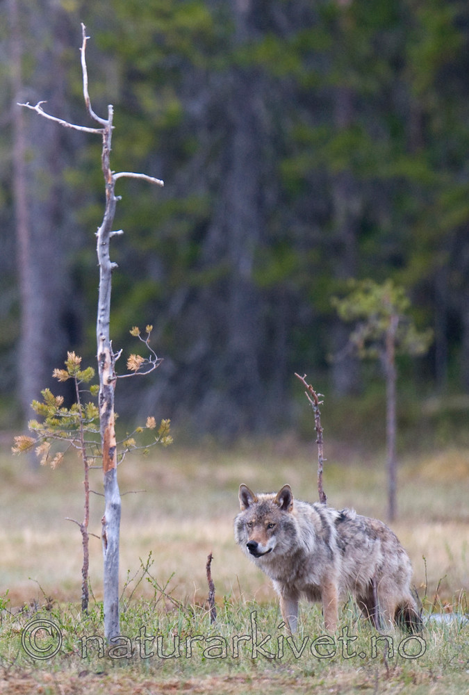 BB 09 0024 / Canis lupus / Ulv