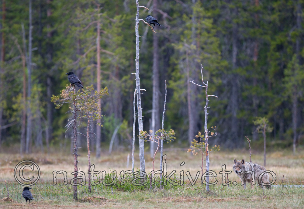BB 09 0025 / Canis lupus / Ulv <br /> Corvus corax / Ravn