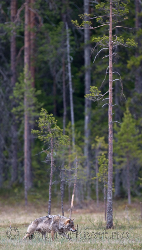 BB 09 0026 / Canis lupus / Ulv