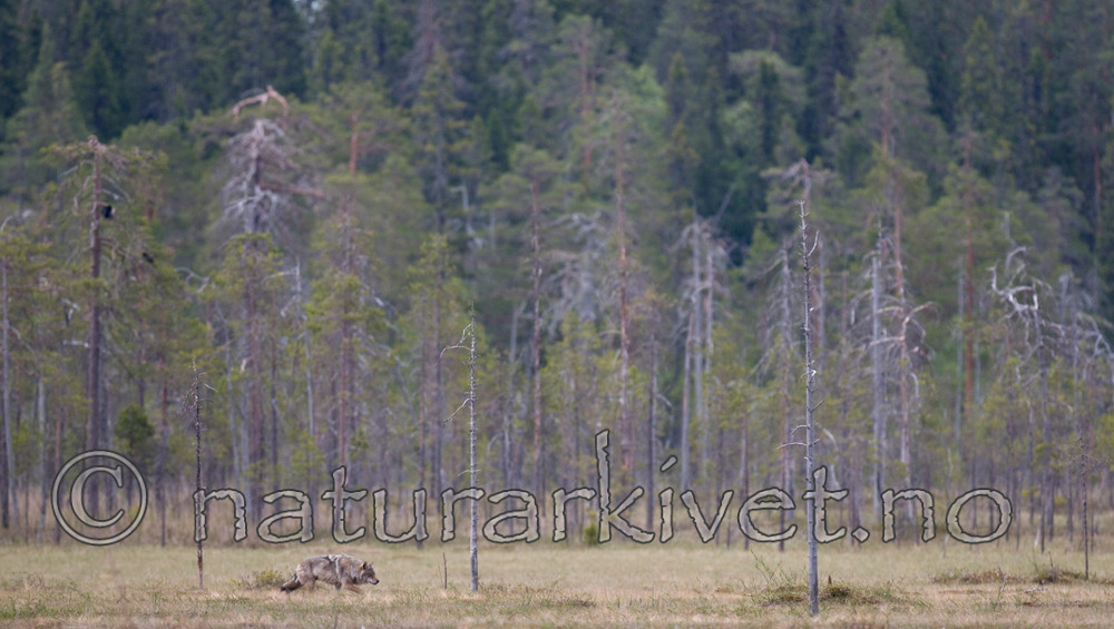 BB 09 0029 / Canis lupus / Ulv <br /> Pinus sylvestris / Furu