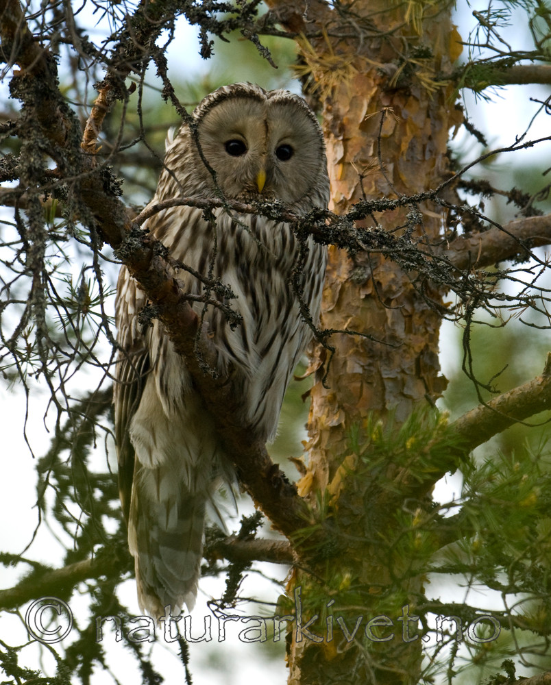 BB 09 0038 / Strix uralensis / Slagugle