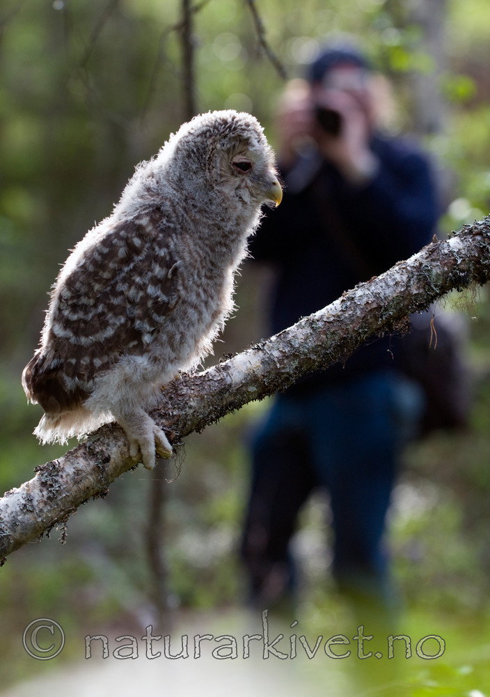 BB 09 0042 / Strix uralensis / Slagugle
