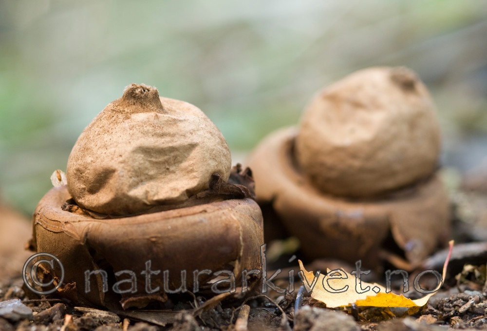 BB 09 0050 / Geastrum triplex / Prestejordstjerne