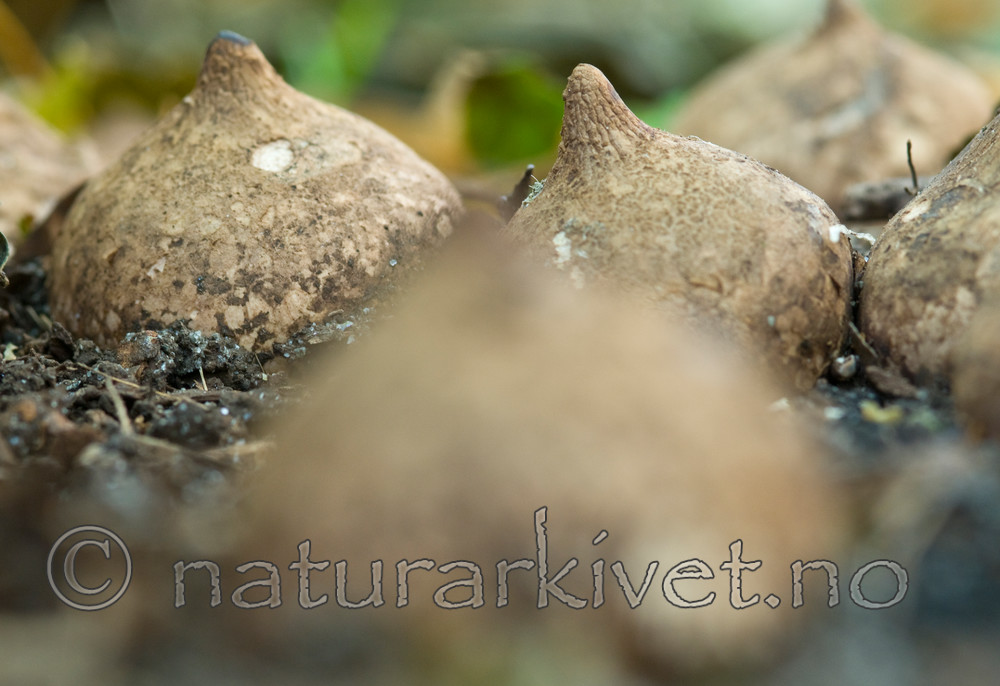 BB 09 0052 / Geastrum triplex / Prestejordstjerne